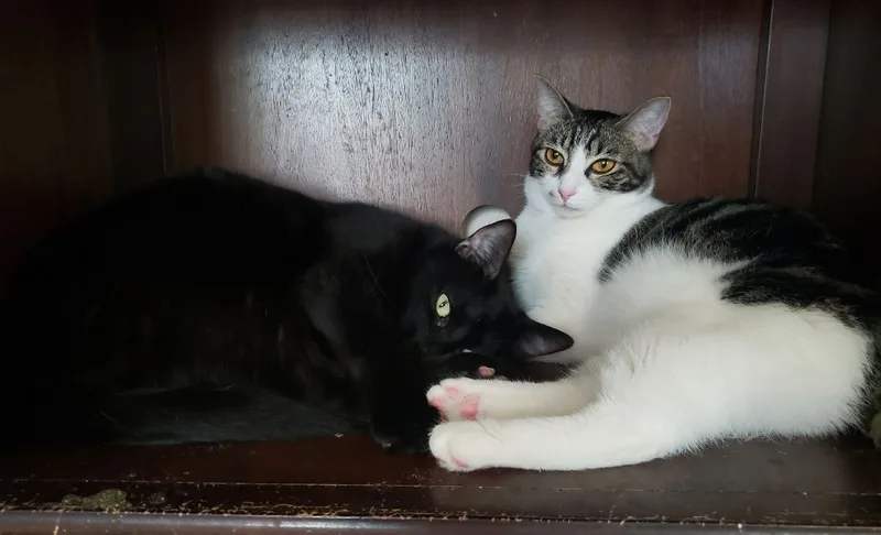 Sharleen thumbnail 3