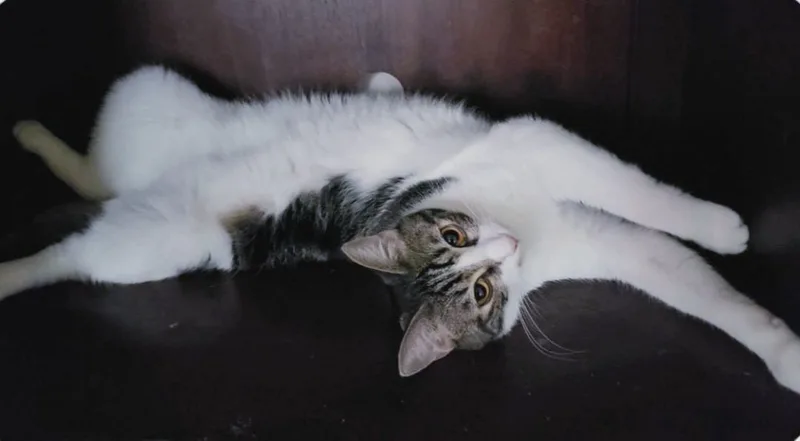 Sharleen thumbnail 4