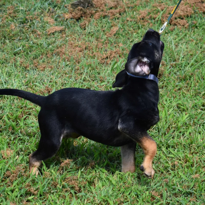 A baby medium-sized female Black Mixed Breed dog named Gretchen for adoption in Searcy, AR