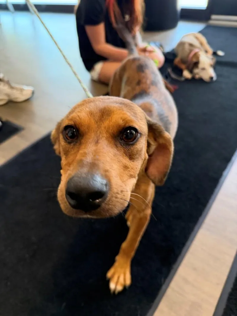 A young small-sized female Labrador Retriever dog named Fudge Brownie for adoption in Toledo, OH