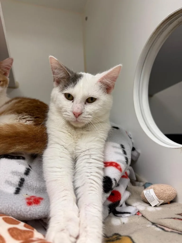 A baby medium-sized male Domestic Short Hair cat named Fizz for adoption in Johnson City, TN