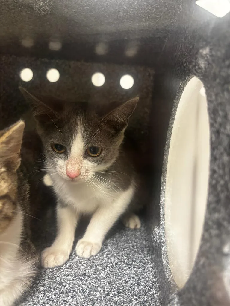 A baby small-sized female Domestic Short Hair cat named Roxie for adoption in Greenfield, IN