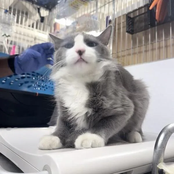An adult large-sized male Gray / Blue / Silver Domestic Medium Hair cat named Valentino for adoption in New York, NY