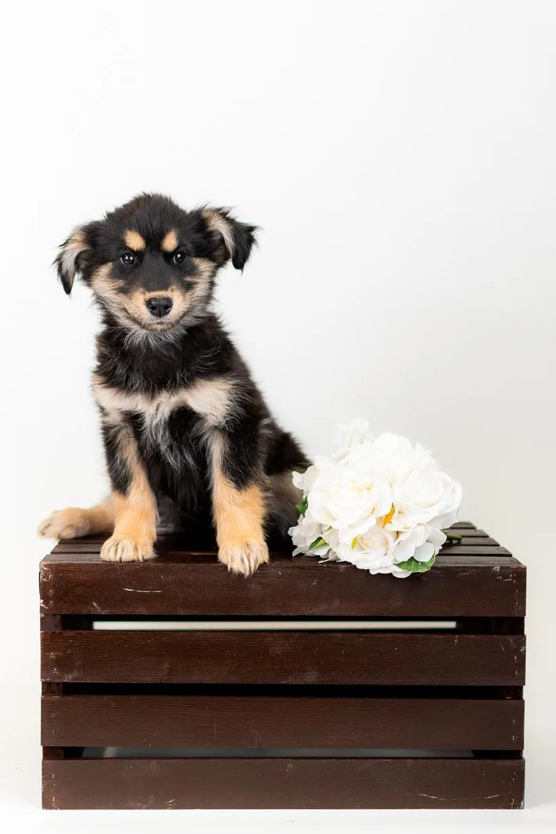 A baby medium-sized female German Shepherd Dog dog named 347-26 for adoption in Brighton, CO