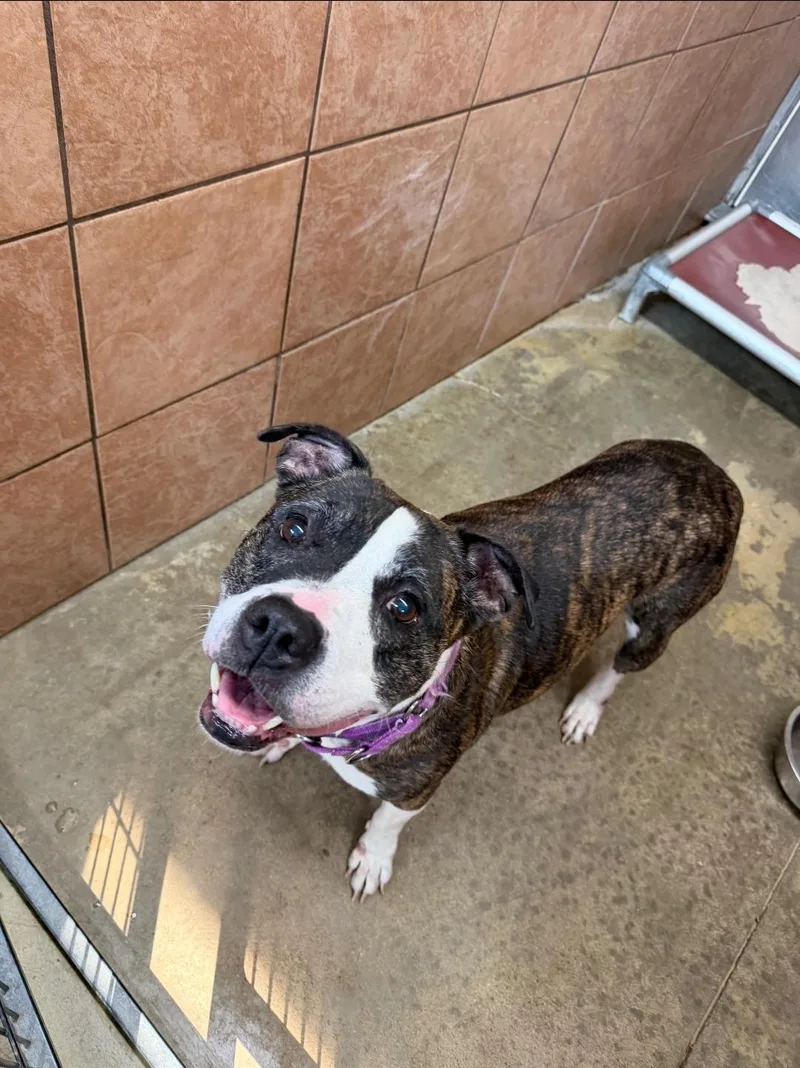 An adult medium-sized female Black Pit Bull Terrier dog named Mascara for adoption in Mansfield, OH
