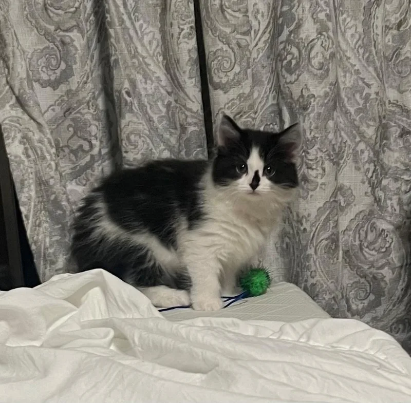 A baby small-sized female Domestic Short Hair cat named Cassie for adoption in Canton, CT