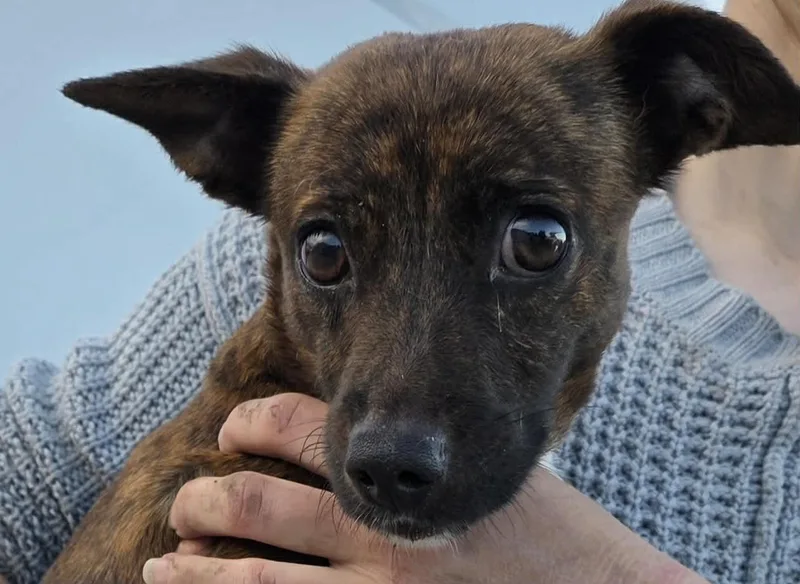 A young small-sized female Chihuahua dog named Claire for adoption in Mukwonago, WI