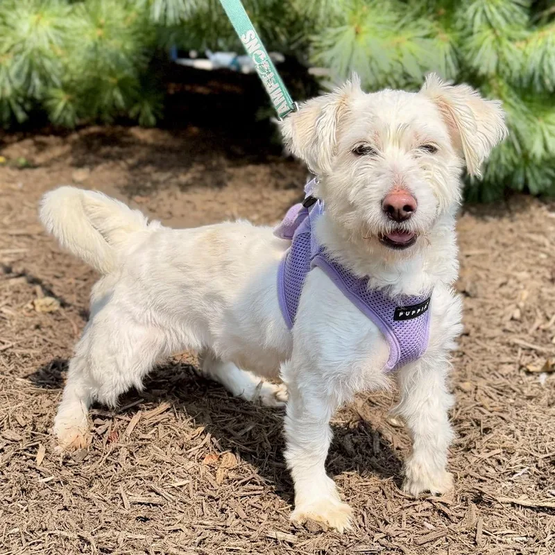 An adult small-sized female White / Cream Maltese dog named Lady for adoption in East Hampton, NY