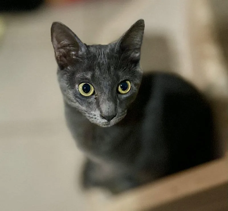 A baby medium-sized female Gray / Blue / Silver Domestic Short Hair cat named Zev for adoption in Pineville, LA