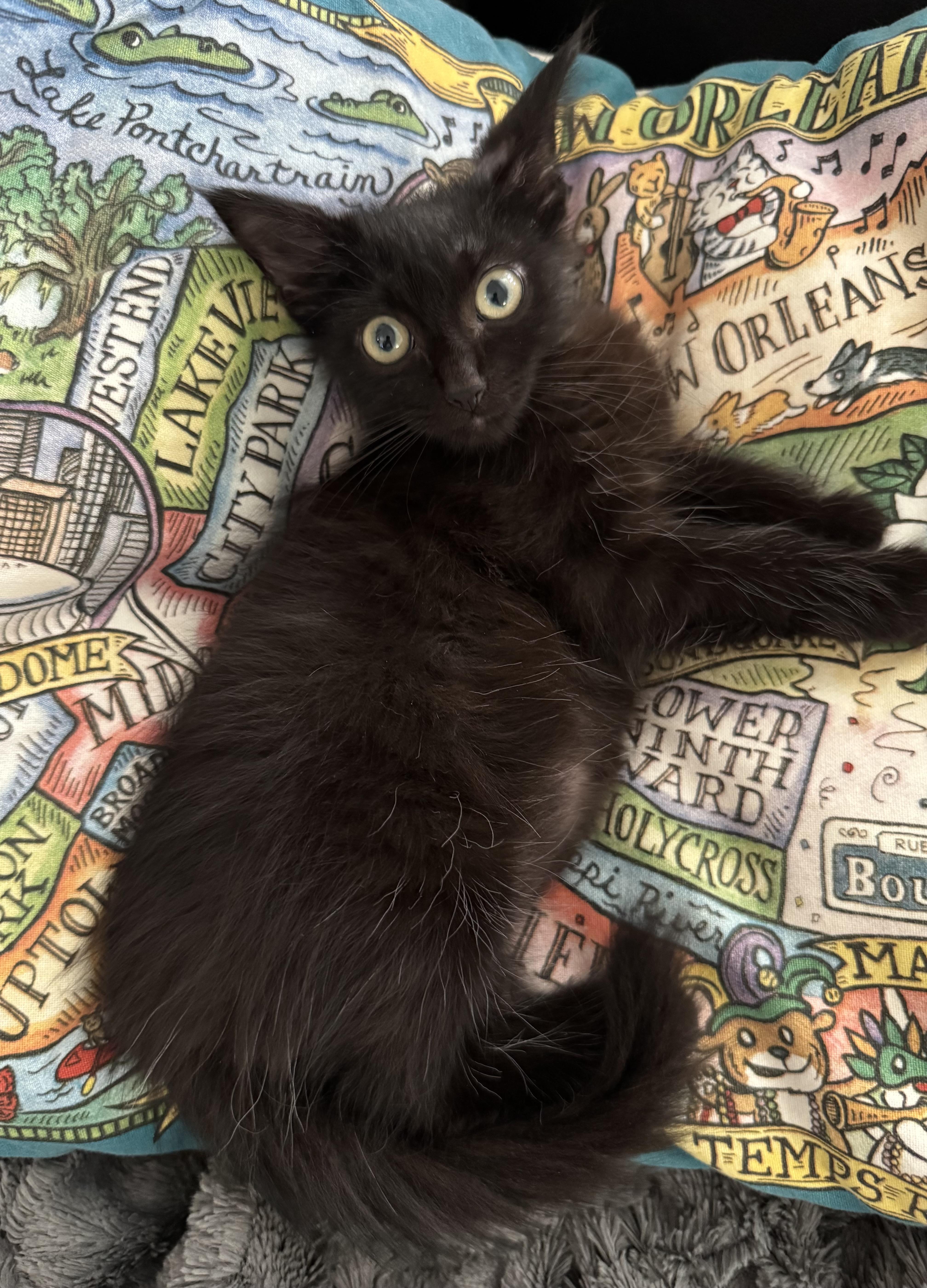 A baby small-sized male Black Domestic Long Hair cat named Yoda for adoption in New Orleans, LA