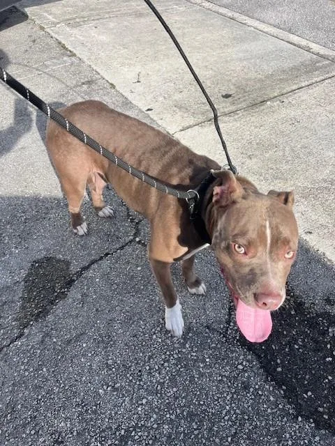 A young large-sized female American Bulldog dog named Daisy for adoption in Miami, FL