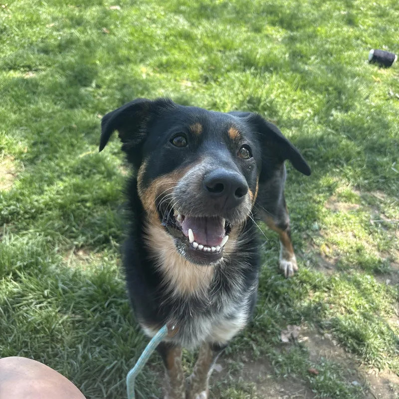 A young medium-sized female Tricolor (Brown, Black, & White) Mixed Breed dog named Belina for adoption in Myerstown, PA