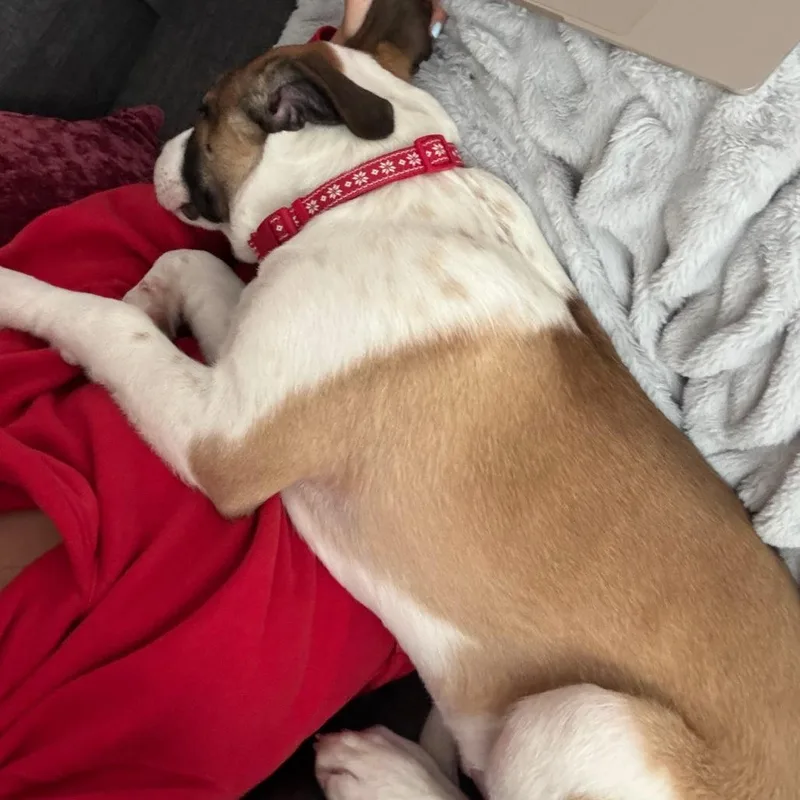 A baby medium-sized male Red / Chestnut / Orange Boxer dog named Milo D for adoption in Minnetonka, MN