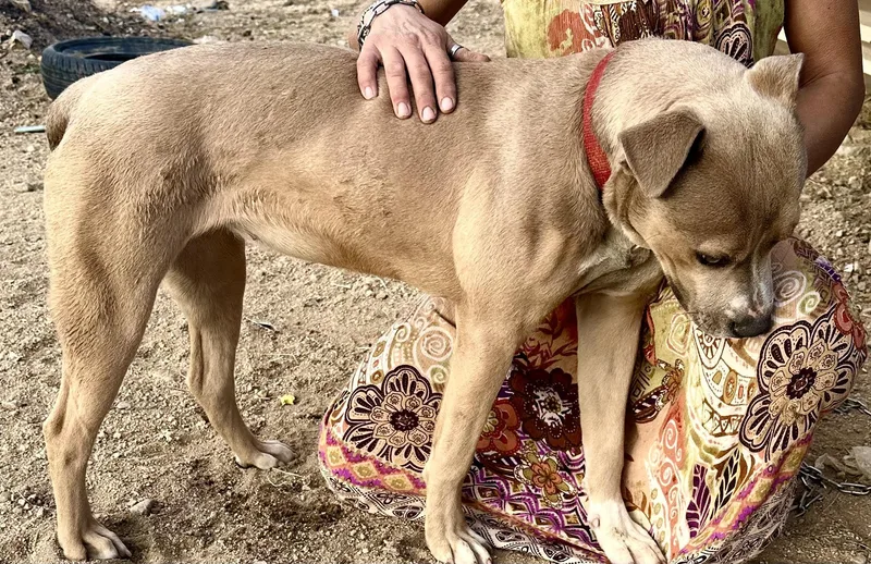 An adult medium-sized female Apricot / Beige Pit Bull Terrier dog named Dandie for adoption in Ventura, CA