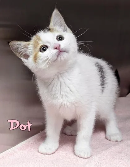 A baby small-sized female Domestic Short Hair cat named Dot for adoption in Mason, MI