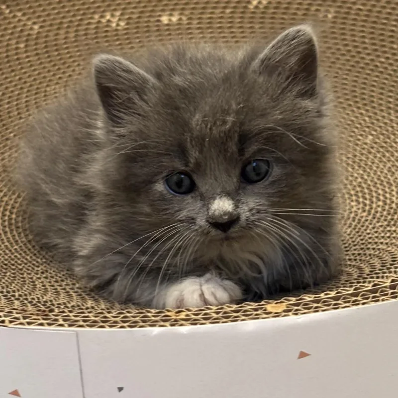 A baby small-sized female Gray / Blue / Silver Domestic Medium Hair cat named Soot for adoption in Point Richmond, CA