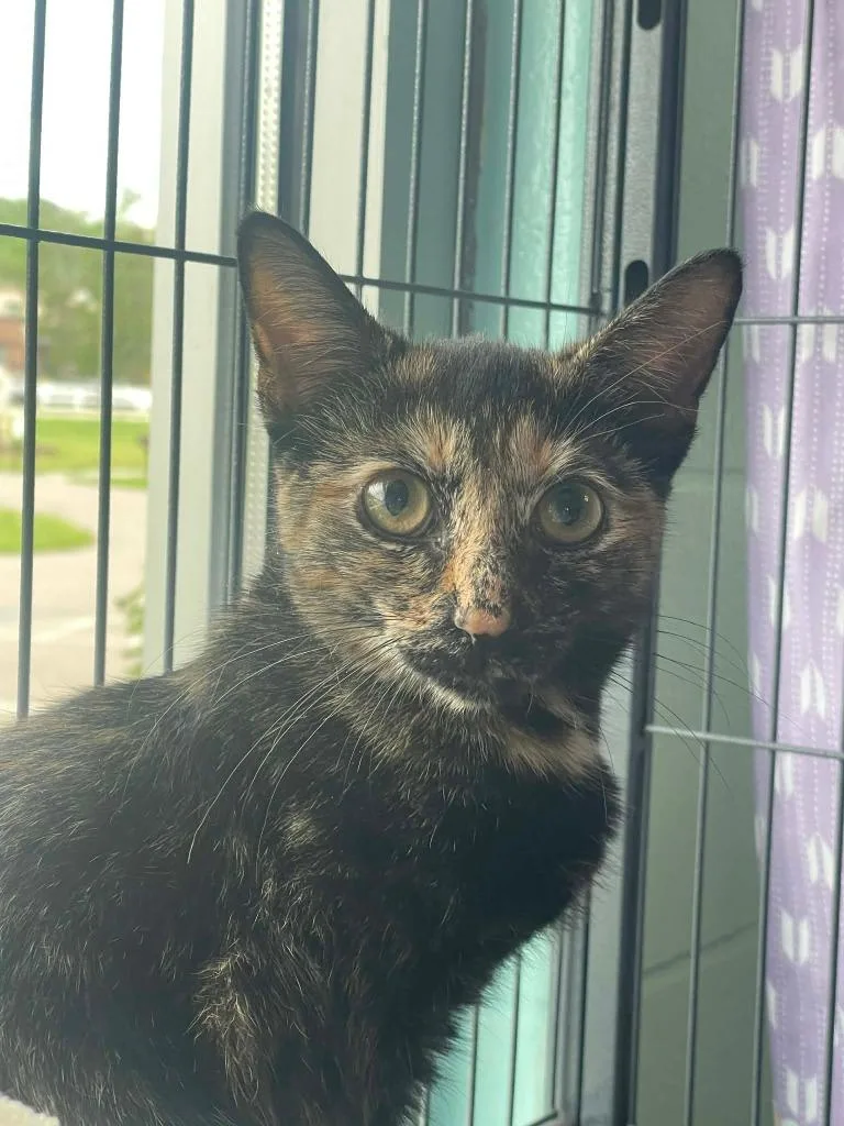 A young medium-sized female Domestic Short Hair cat named Pixie for adoption in Hamilton, OH