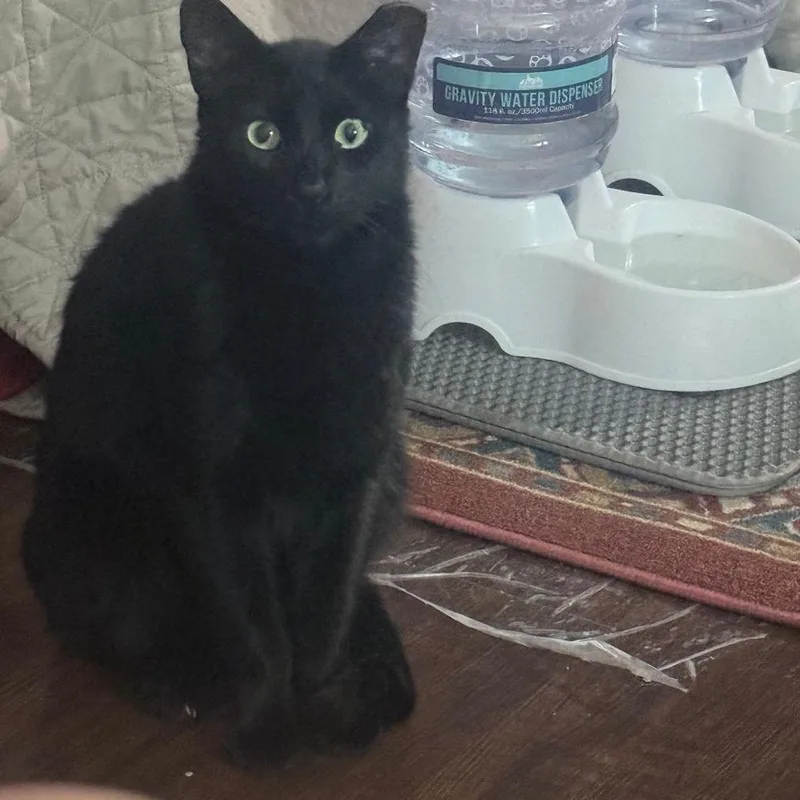 An adult large-sized male Black Domestic Short Hair cat named Darrow for adoption in Boston, MA