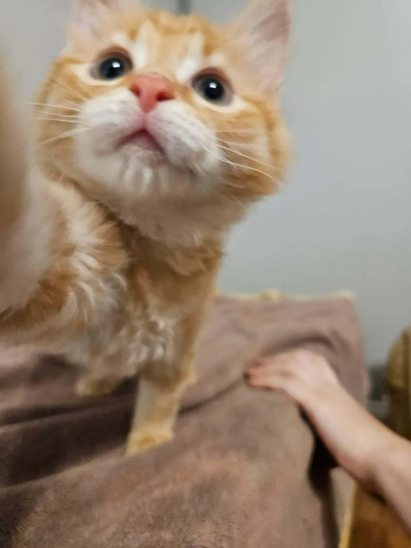 A baby medium-sized male Orange & White Domestic Short Hair cat named Dewey for adoption in Social Circle, GA
