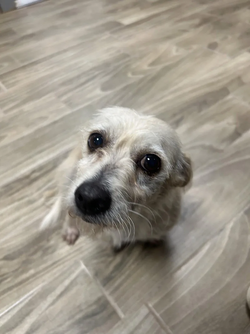 An adult small-sized female Terrier dog named Terri for adoption in Pipe Creek, TX