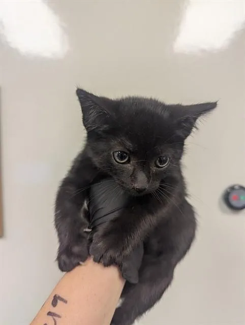 A baby small-sized male Domestic Short Hair cat named Zoom for adoption in Ontario, CA