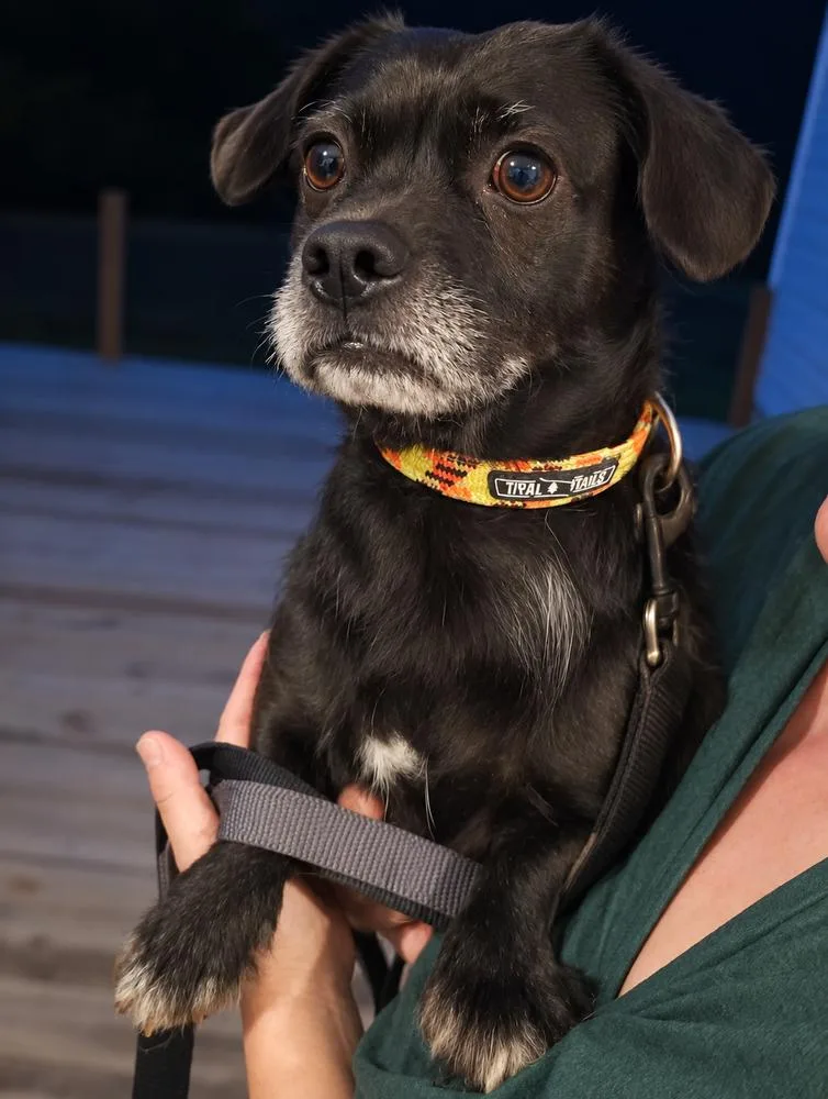 A young small-sized male Terrier dog named Lil' D for adoption in Sumter, SC