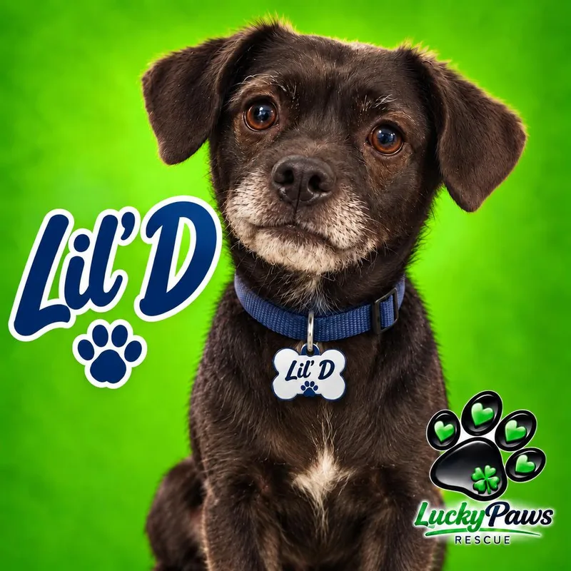 Lil' D thumbnail 5