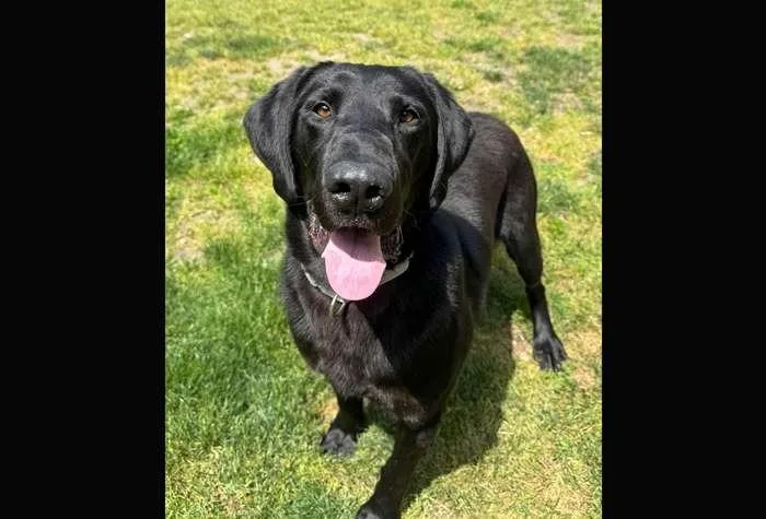 An adult large-sized male Labrador Retriever dog named Newman for adoption in Coupeville, WA