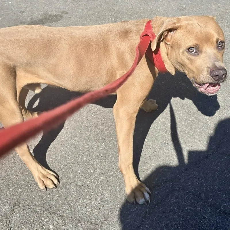 An adult medium-sized male Brown / Chocolate Mixed Breed dog named Scooter for adoption in Edwardsville, IL