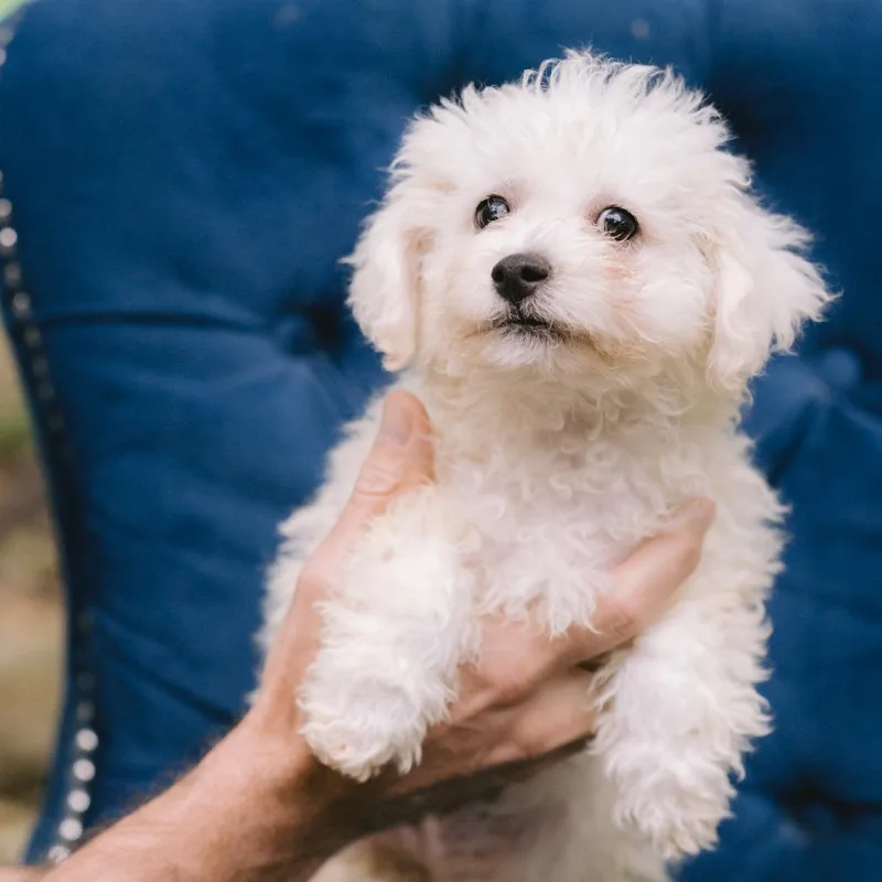 A baby small-sized male Bichon Frise dog named Sunset Orange for adoption in Zionsville, IN
