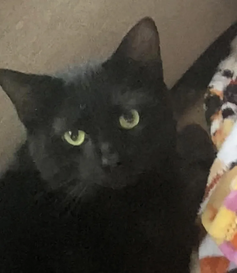 A young medium-sized male Black Bombay cat named Binx for adoption in Paris, KY