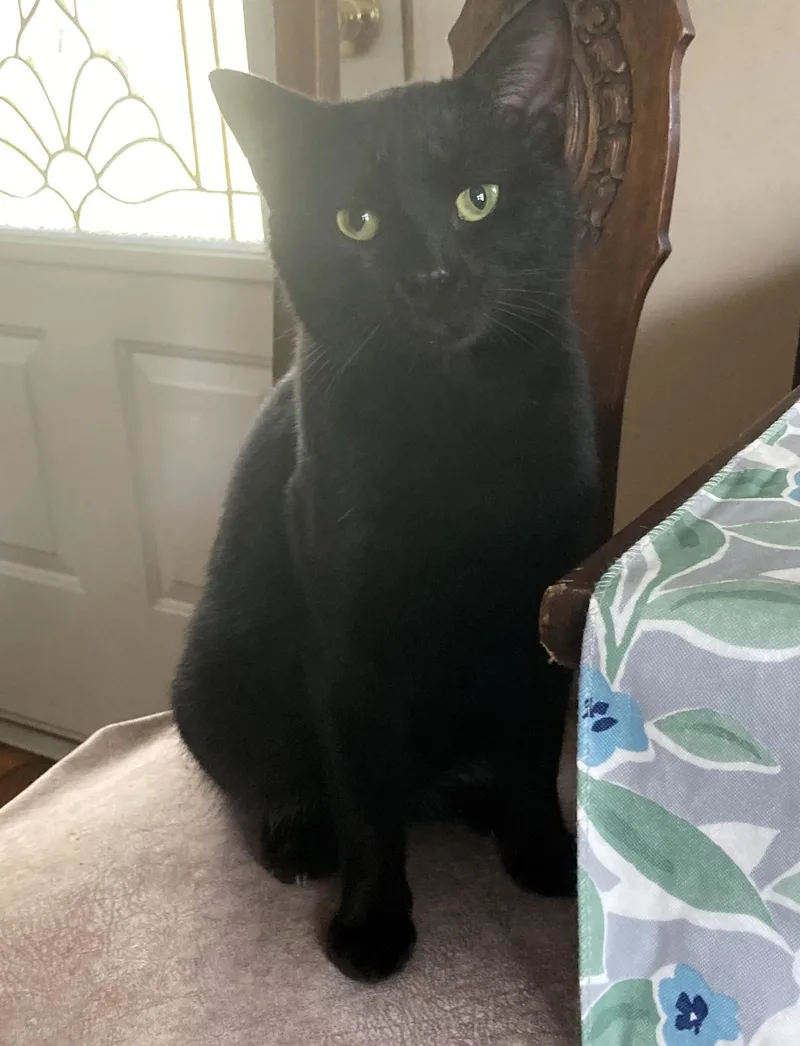 Binx thumbnail 2