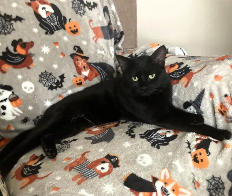 Binx thumbnail 3
