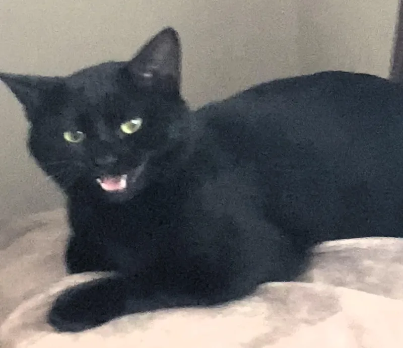 Binx thumbnail 4