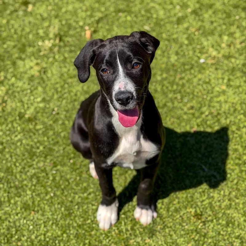 A baby large-sized female Black Terrier dog named Muffin for adoption in Gainesville, GA