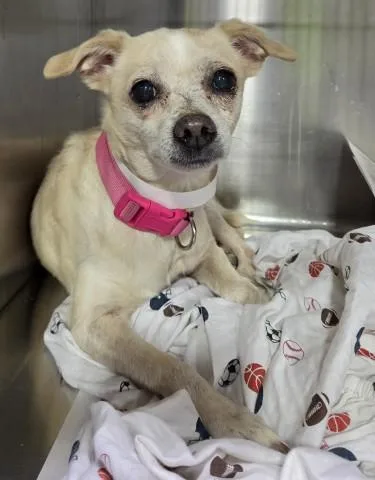 A senior small-sized female Chihuahua dog named Cotton for adoption in Bakersfield, CA