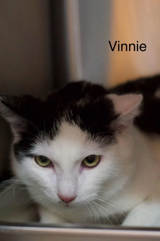 Vinnie