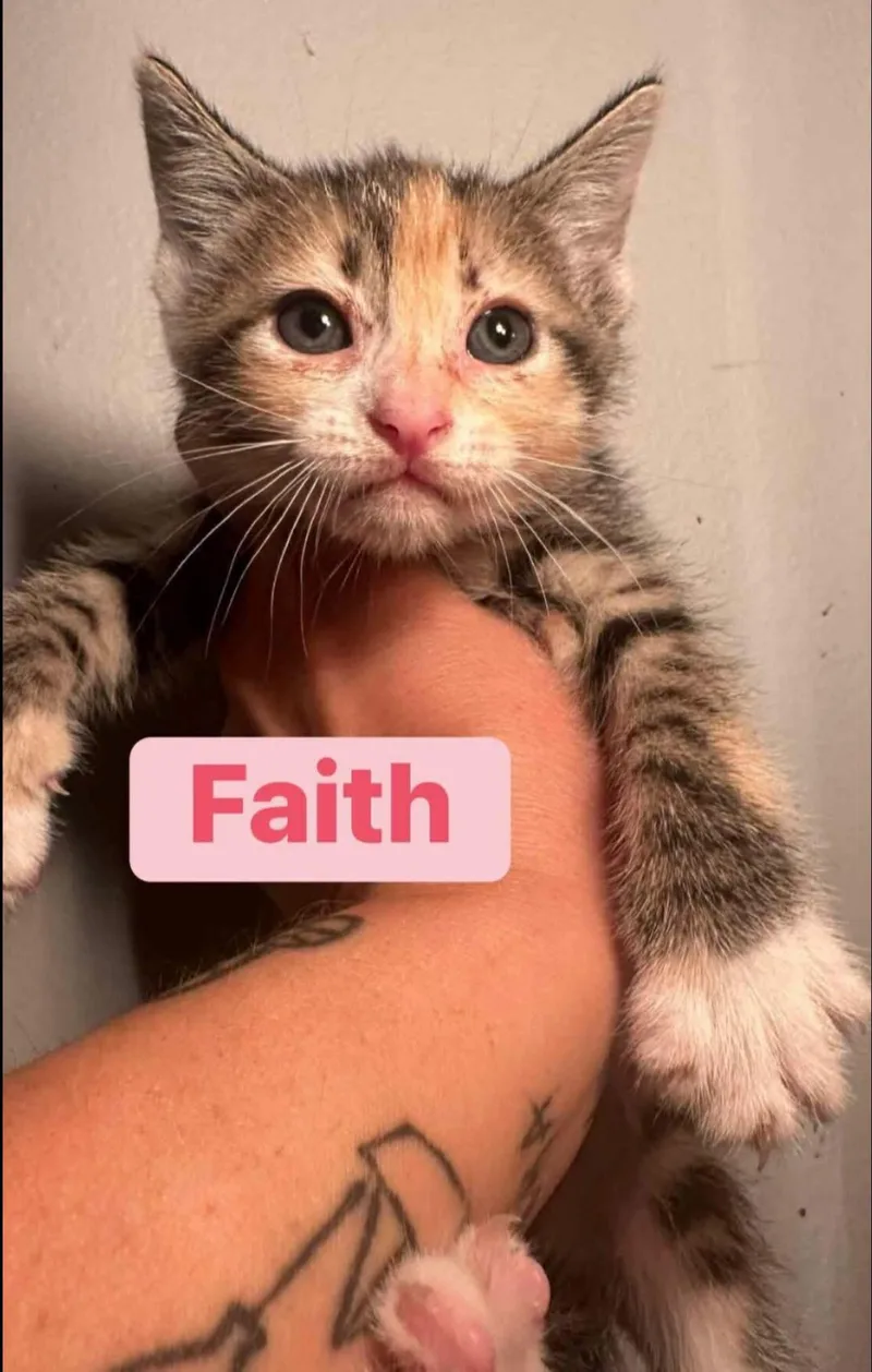 A baby medium-sized female American Shorthair cat named Faith for adoption in Melbourne , FL