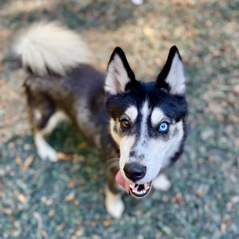 An adult medium-sized female Black Siberian Husky dog named Siku for adoption in Decatur, GA