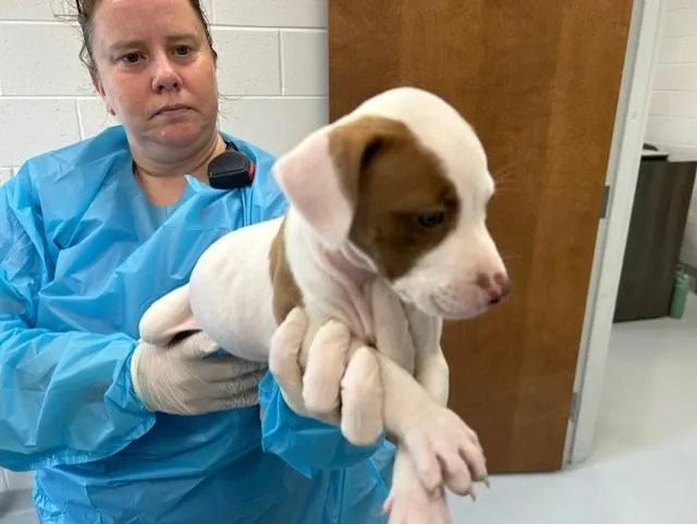 A baby large-sized female Pit Bull Terrier dog named Jazzy for adoption in Ocala, FL