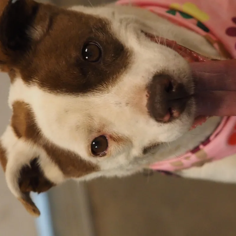 An adult medium-sized female Brown / Chocolate Mixed Breed dog named Maeve for adoption in Buena Vista, CO
