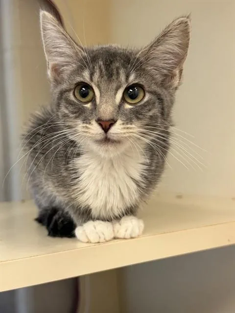 A baby small-sized female Domestic Short Hair cat named Este for adoption in Louisville, KY