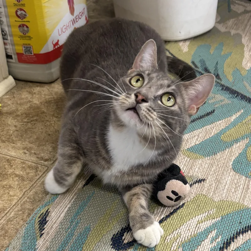 An adult medium-sized male Tabby (Gray / Blue / Silver) Domestic Short Hair cat named Murray for adoption in Statesboro, GA
