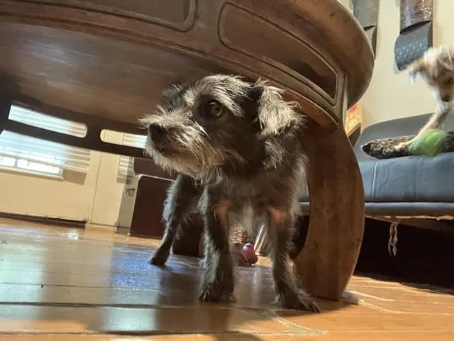 An adult small-sized female Border Terrier dog named Missy for adoption in Dallas, TX
