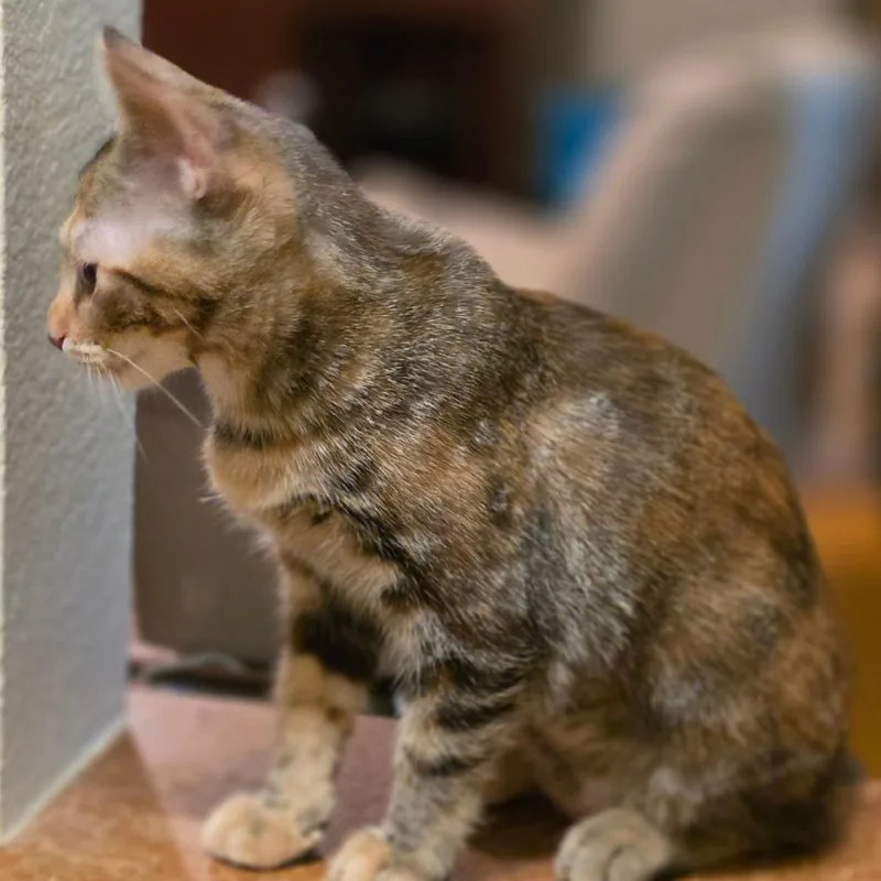 A baby small-sized female Brown / Chocolate Domestic Short Hair cat named Crackers for adoption in Bulverde, TX