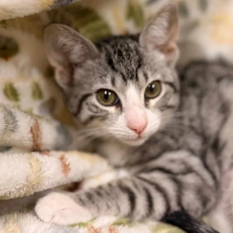 A baby small-sized female Domestic Short Hair cat named Ghoulia for adoption in Santa Barbara, CA