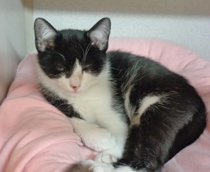 A baby small-sized male Black & White / Tuxedo Domestic Short Hair cat named Prank for adoption in Delhi, NY