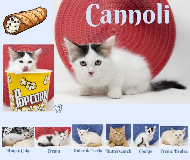 Cannoli thumbnail 4