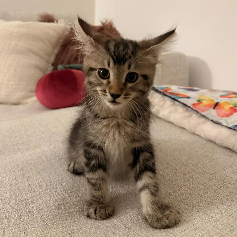 A baby small-sized male Domestic Short Hair cat named Benny Hill for adoption in Los Angeles, CA