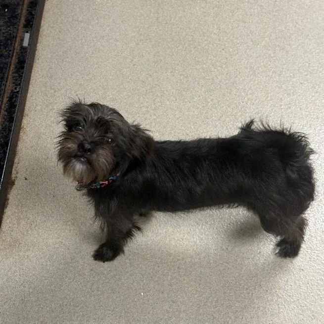 A young medium-sized male Black Chihuahua dog named CT Billy for adoption in Stormville, NY